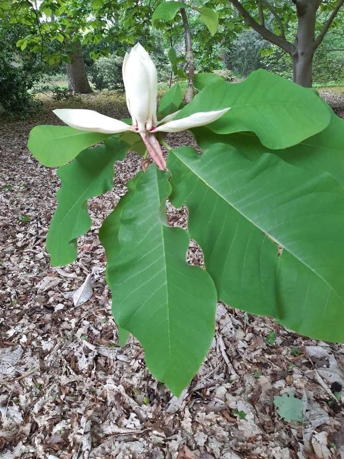 Magnolia ufficiale 4
