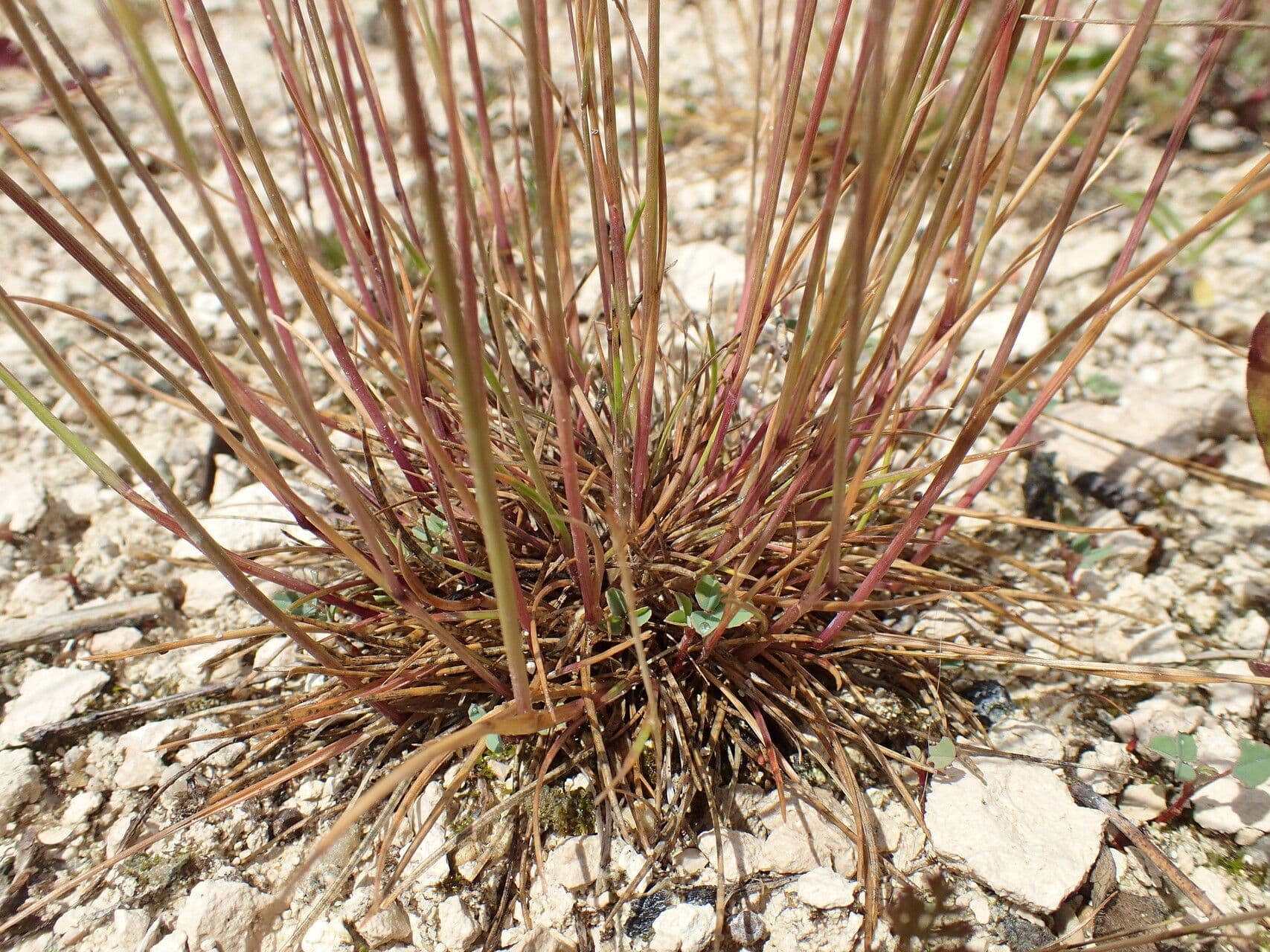 Festuca rossa 19