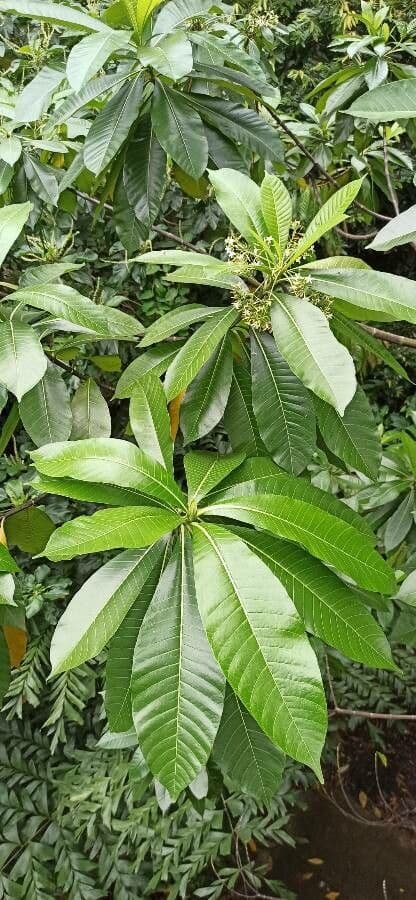 Alstonia 10