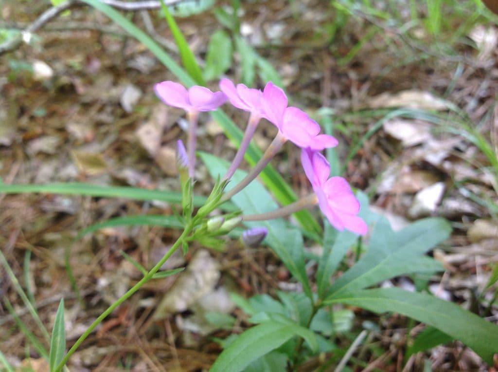 Phlox glabro 6