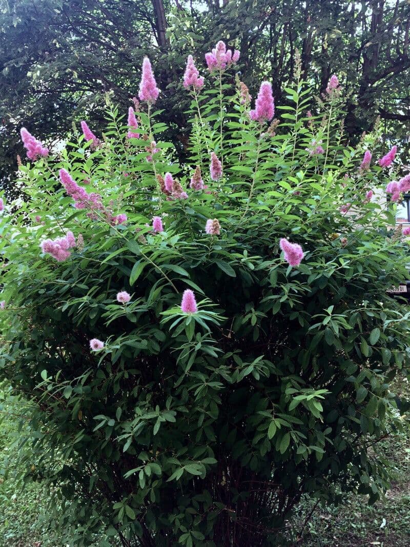 Spiraea di Douglas 11