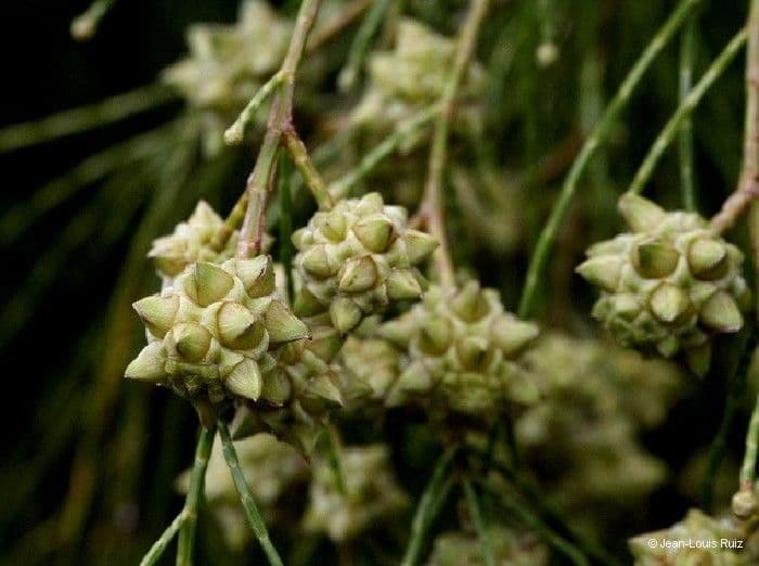 Gymnostoma