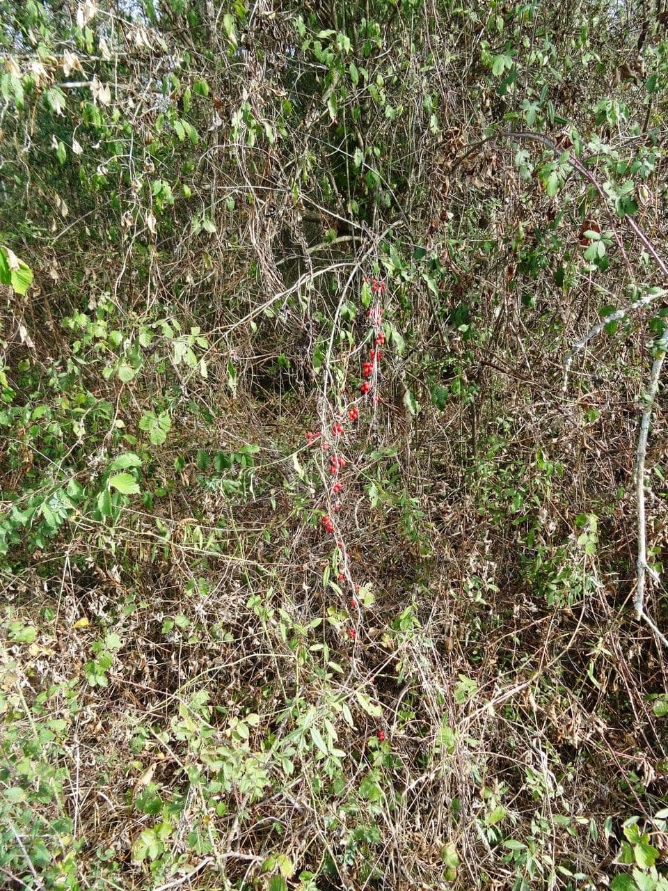 Tamaro 13