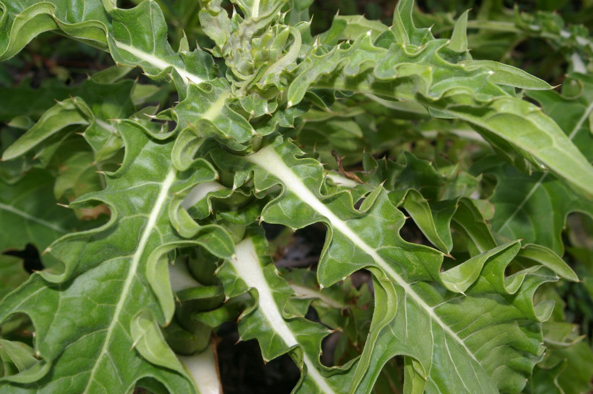 Essbare Pacourina 5