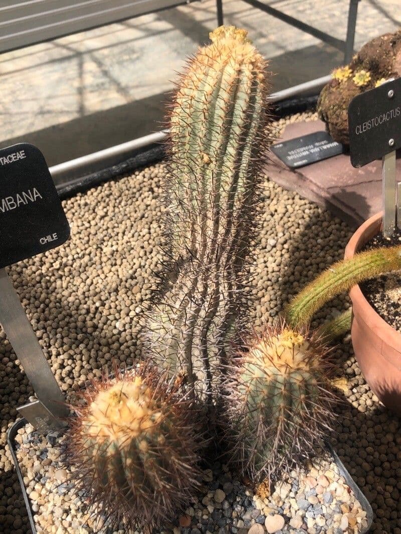 Copiapoa 3