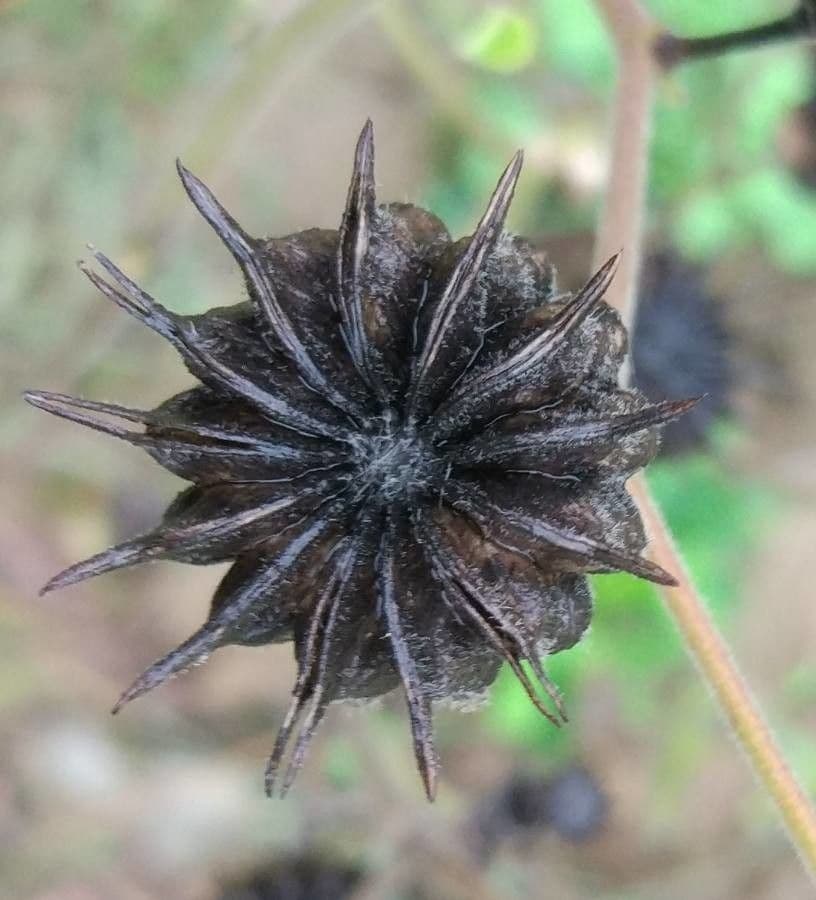 Abutilon di Teofrasto 22