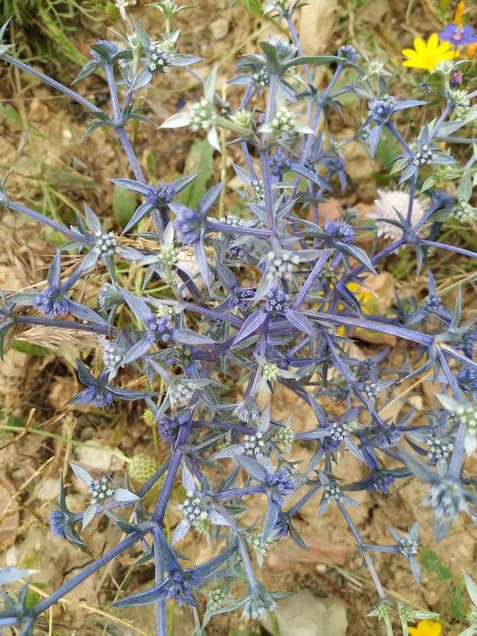 Panicaut crétois 11