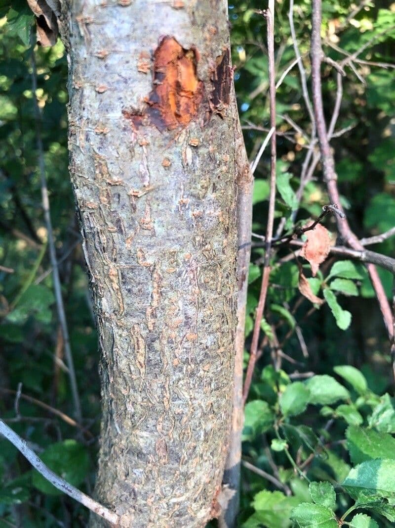 Susino brigantino 19