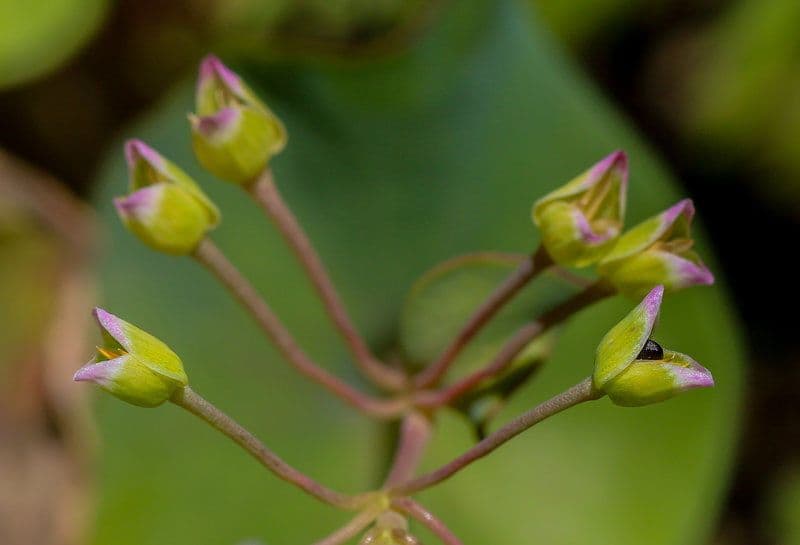 Claytonia parviflora 2
