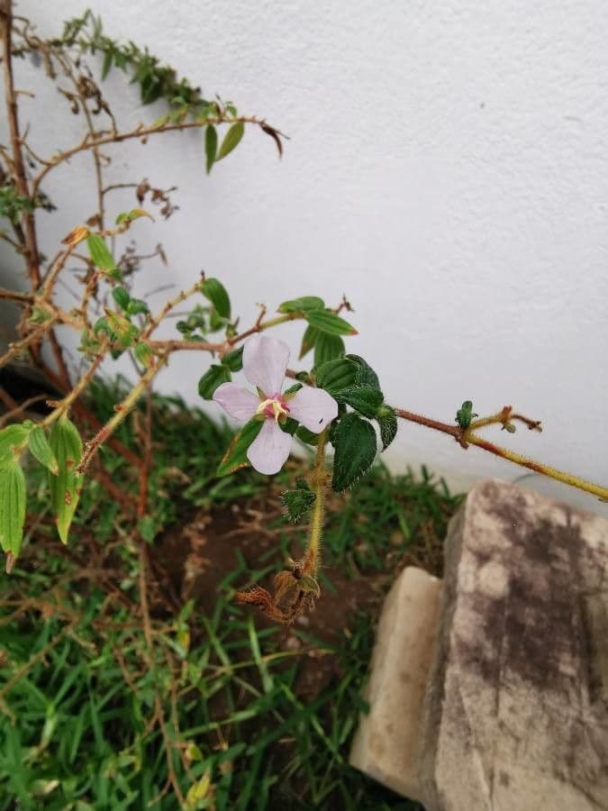 Monochaetum floribundum 2
