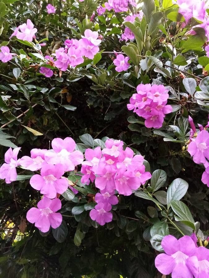 Bignonia magnifica 4