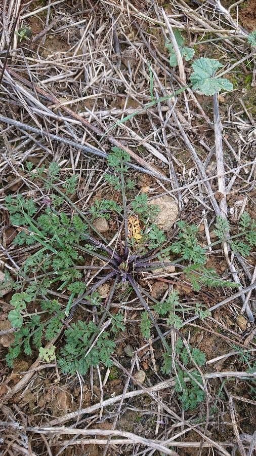 Lomatium Inselbewohner 8