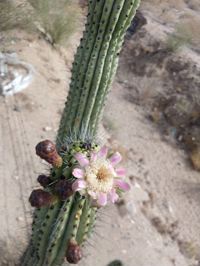 Cactus organo 7
