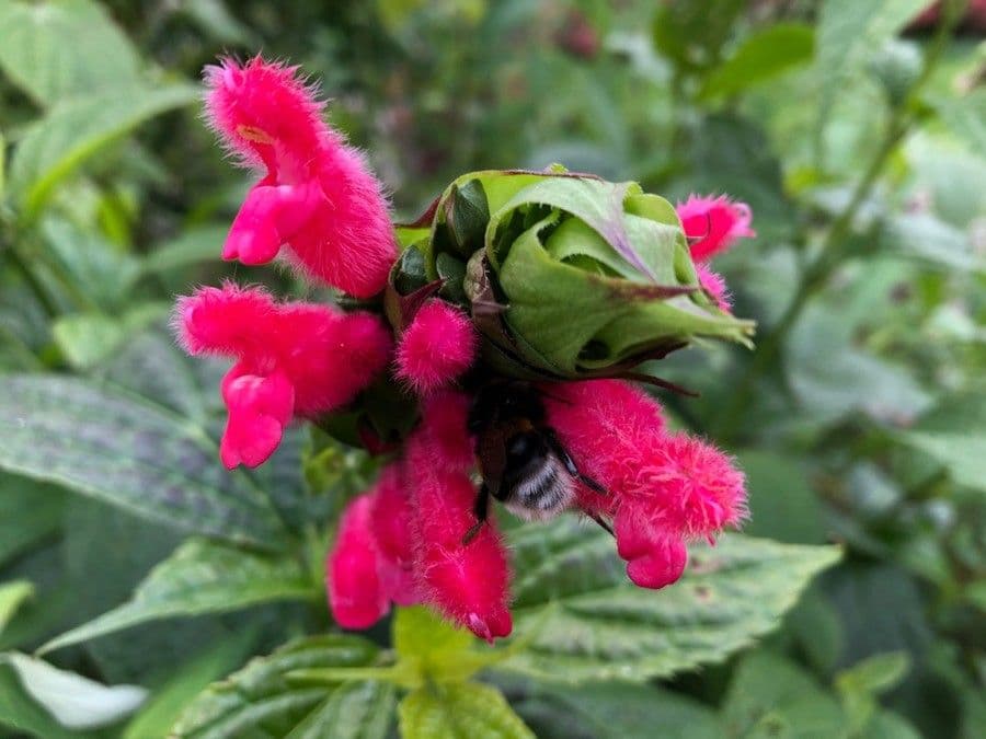 Salvia 4