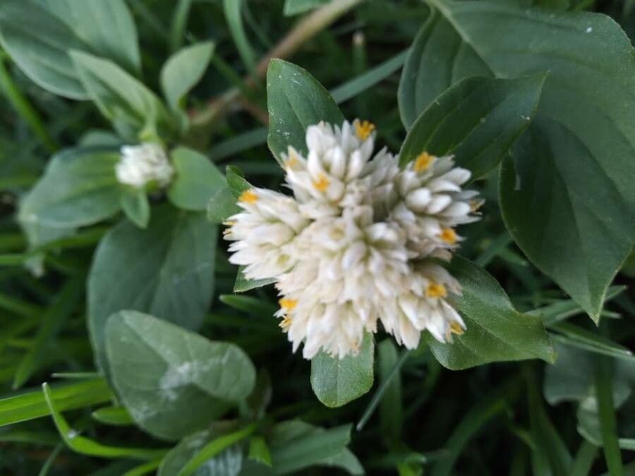 Gomphrena