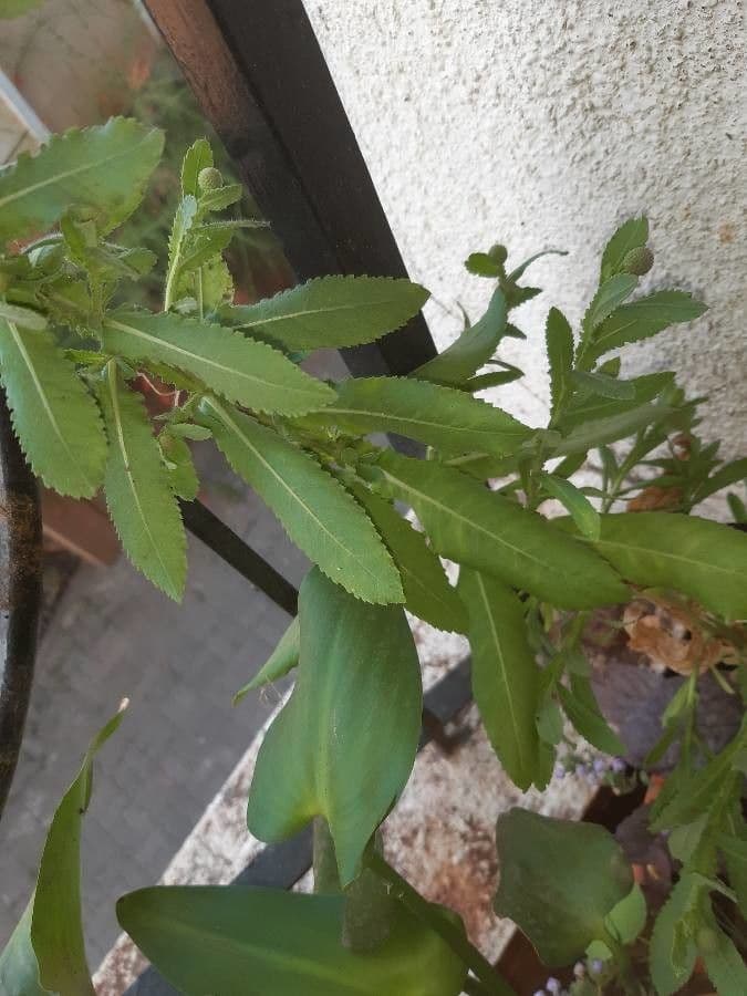 Sphaeranthus 11