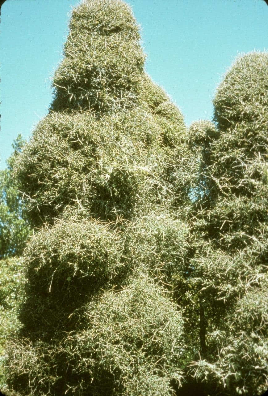 Pittosporum obcordato 2