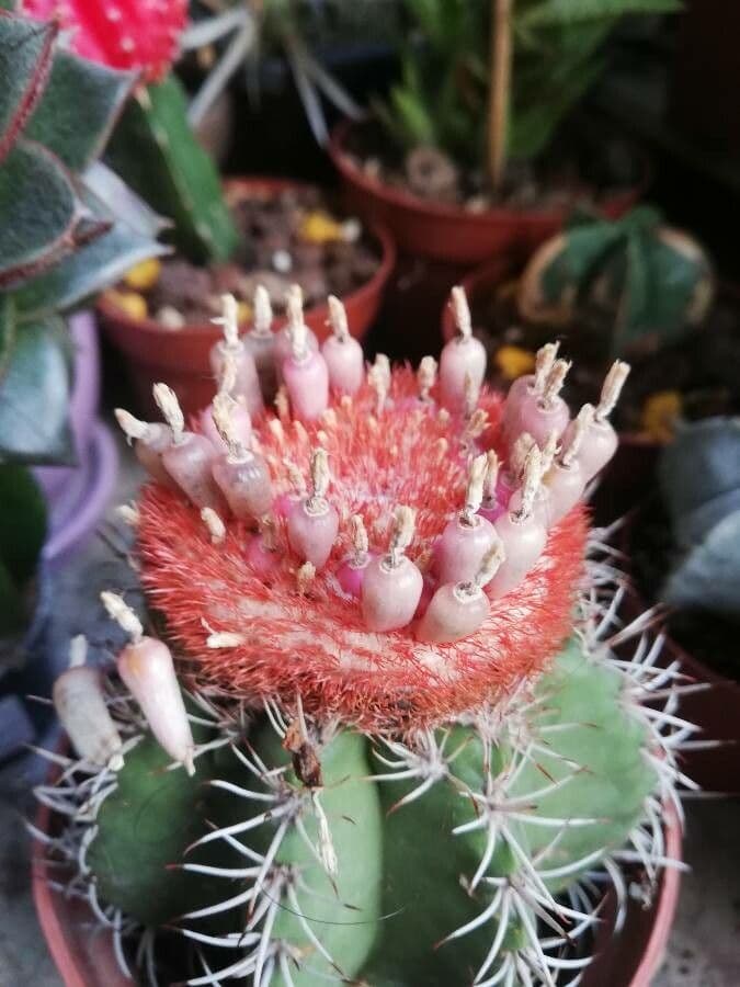 Protea carciofoide 3