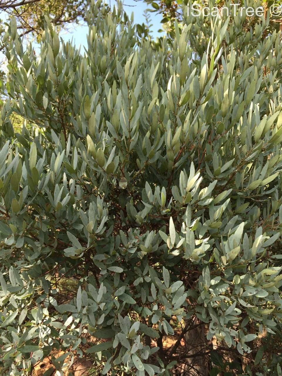 Euclea crépu 10