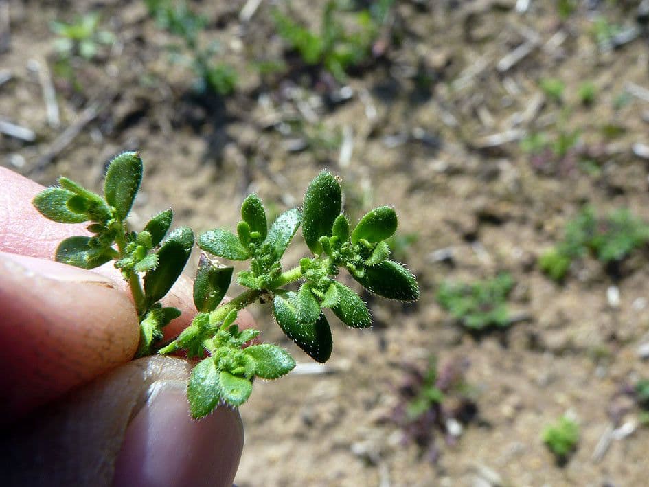 Herniaria hirsuta 23