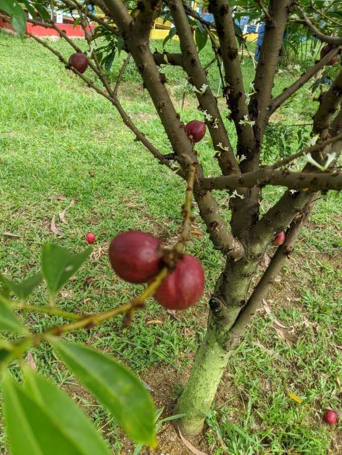 Phaleria 12