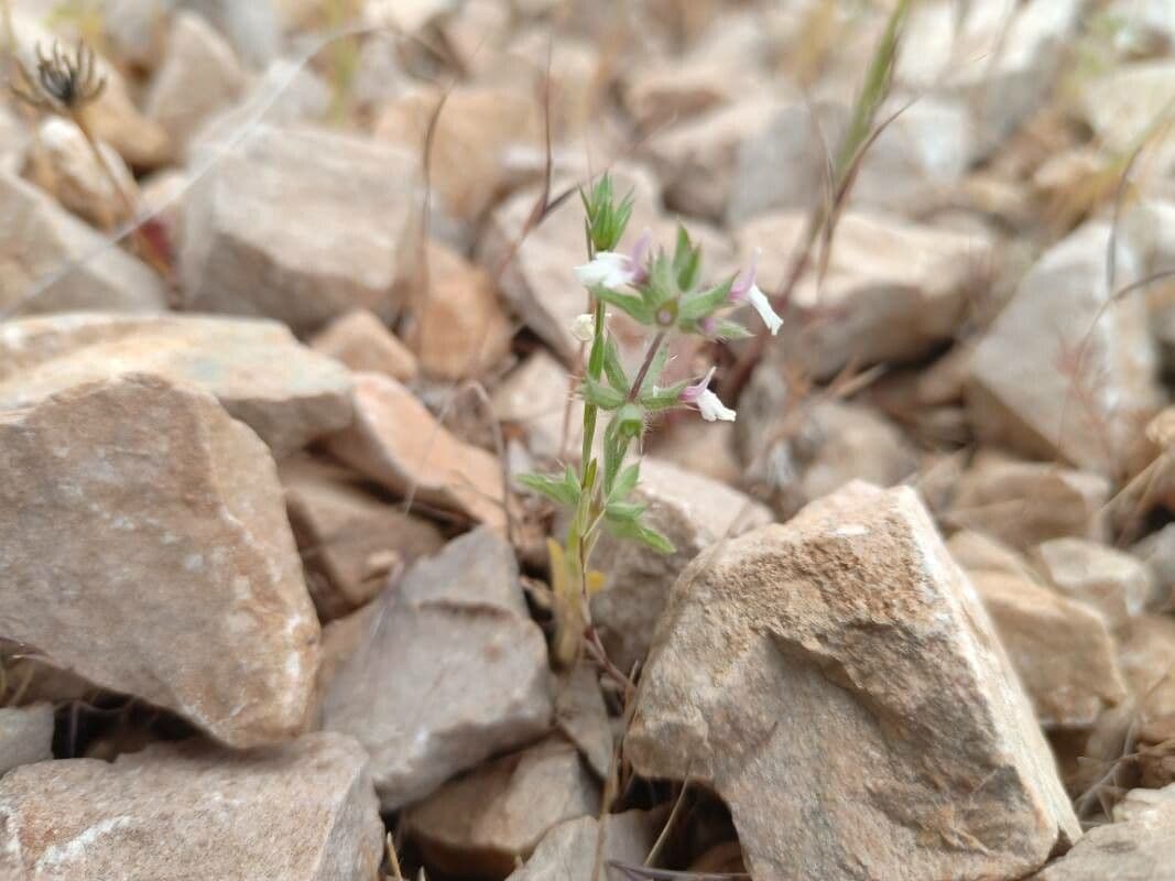 Sideritis romana 11