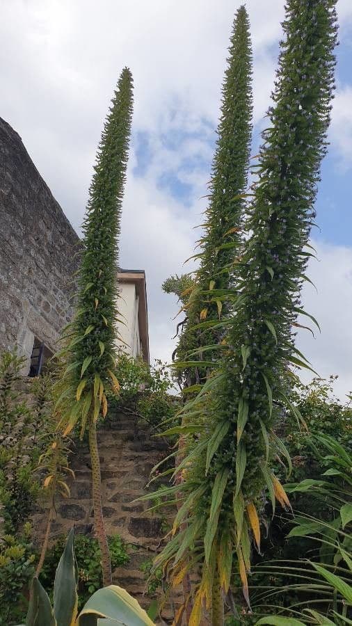 Echium pininana 15