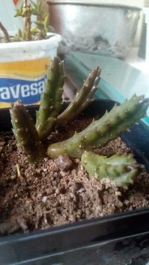 Stapelia 8