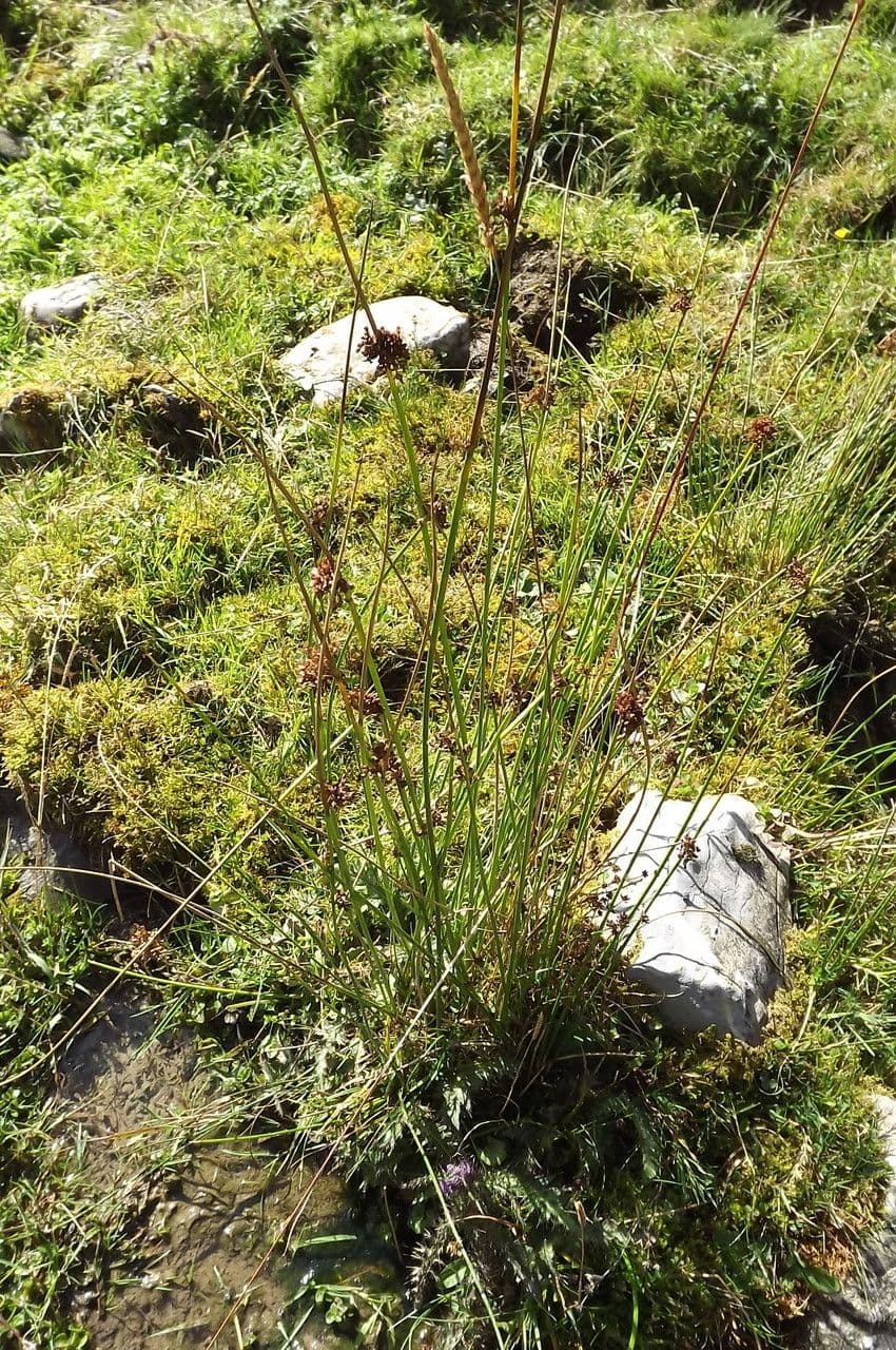 Giunco conglomerato 11