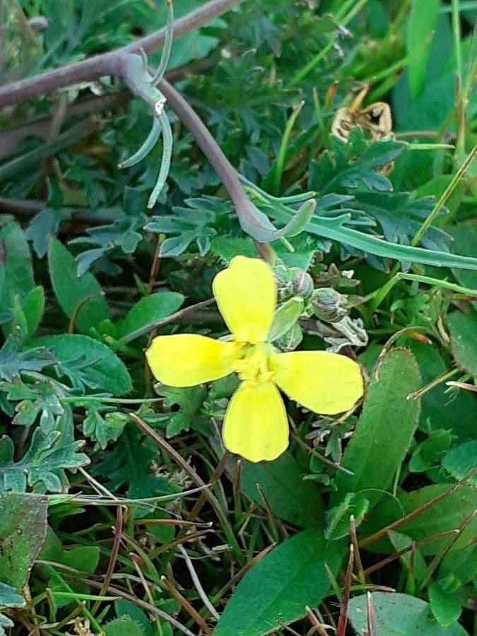 Diplotaxis virgata 3