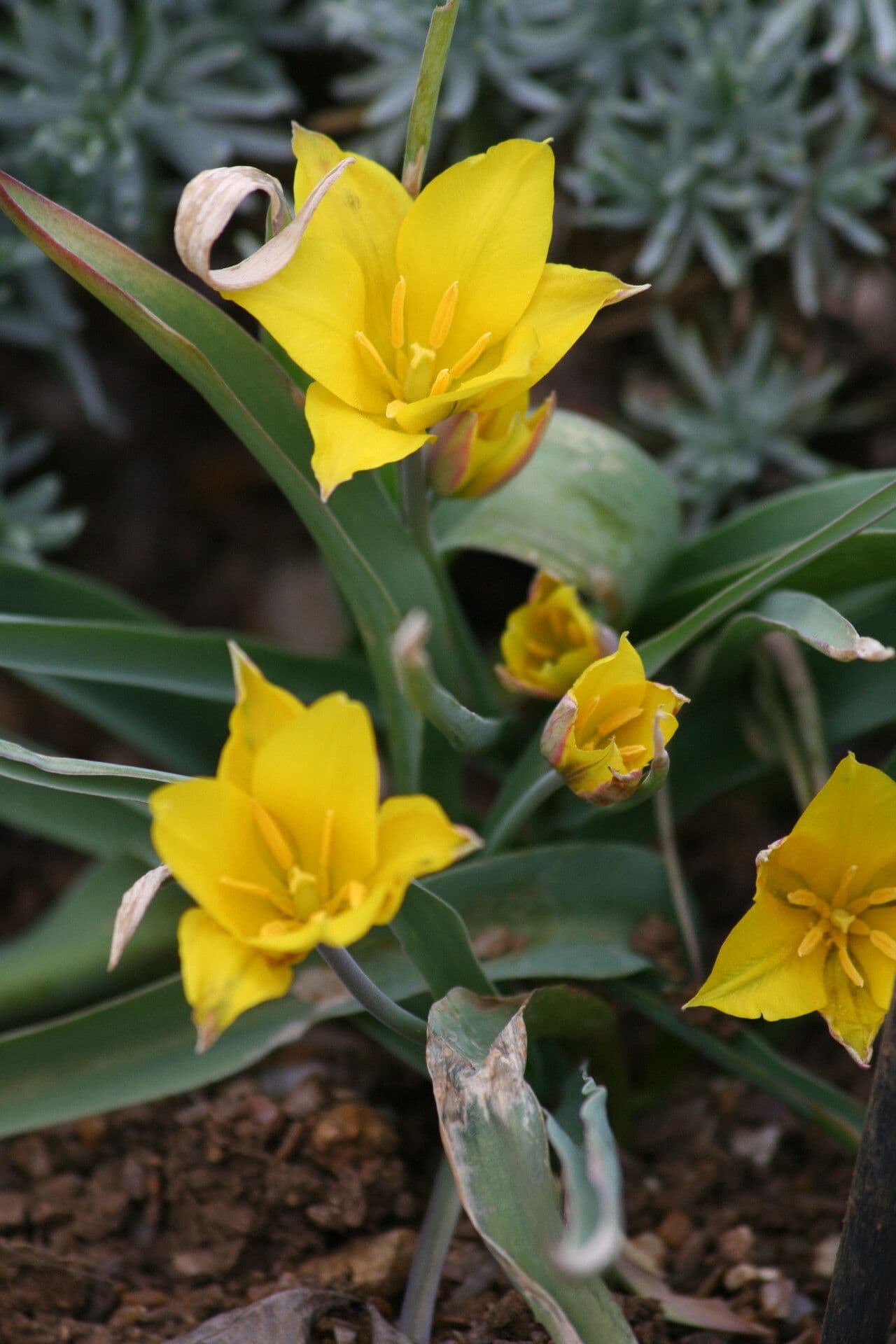 Tulipano 2