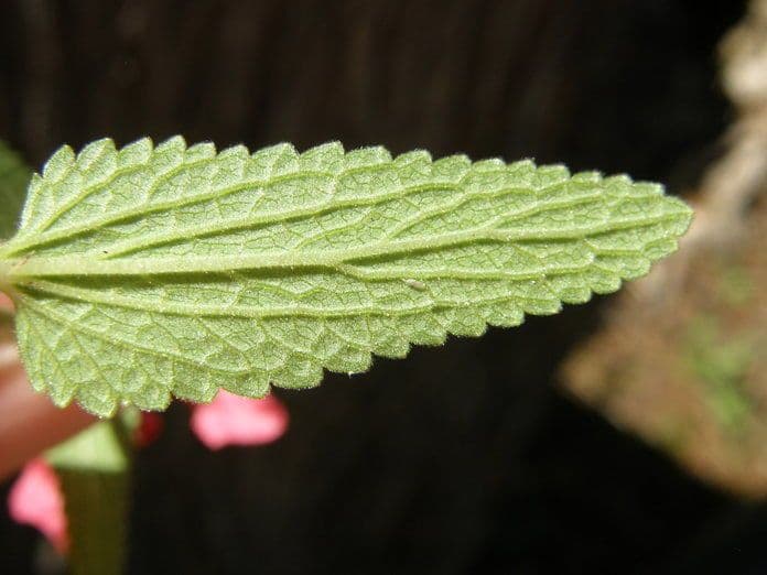 Stachys coccinea 13