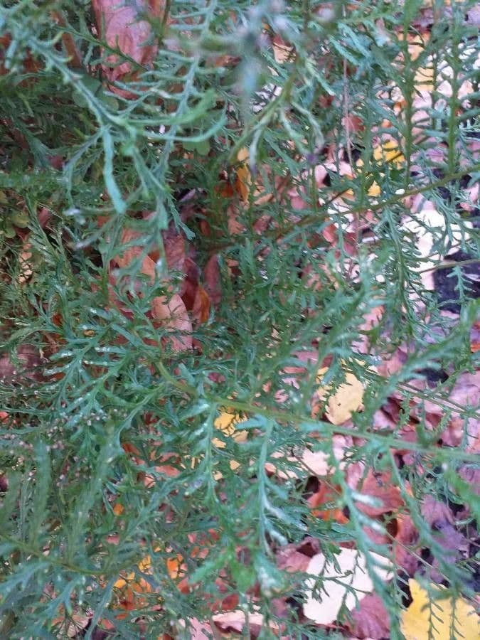 Polystichum 4