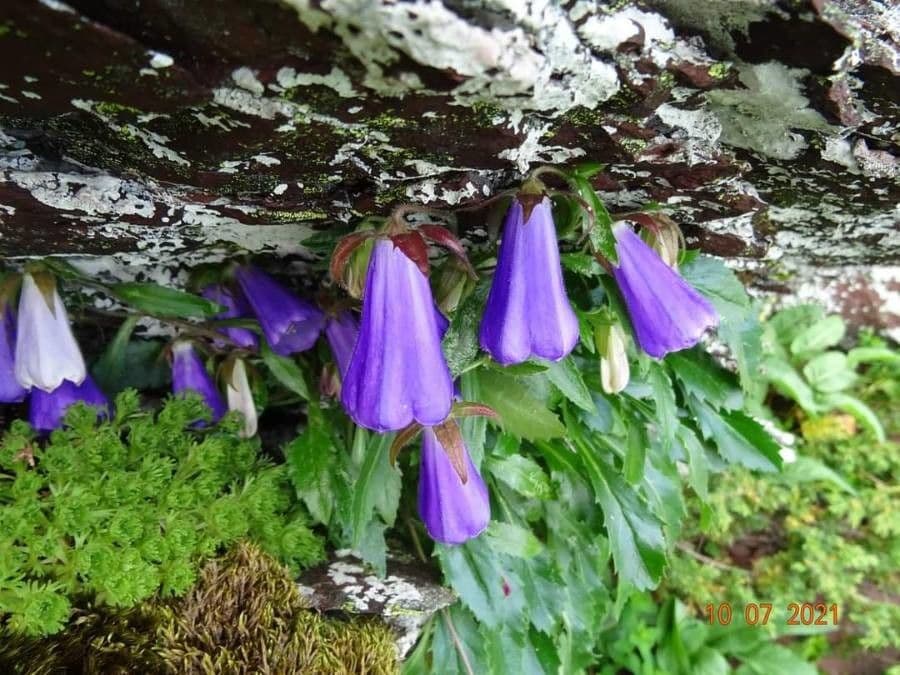 Campanula 2