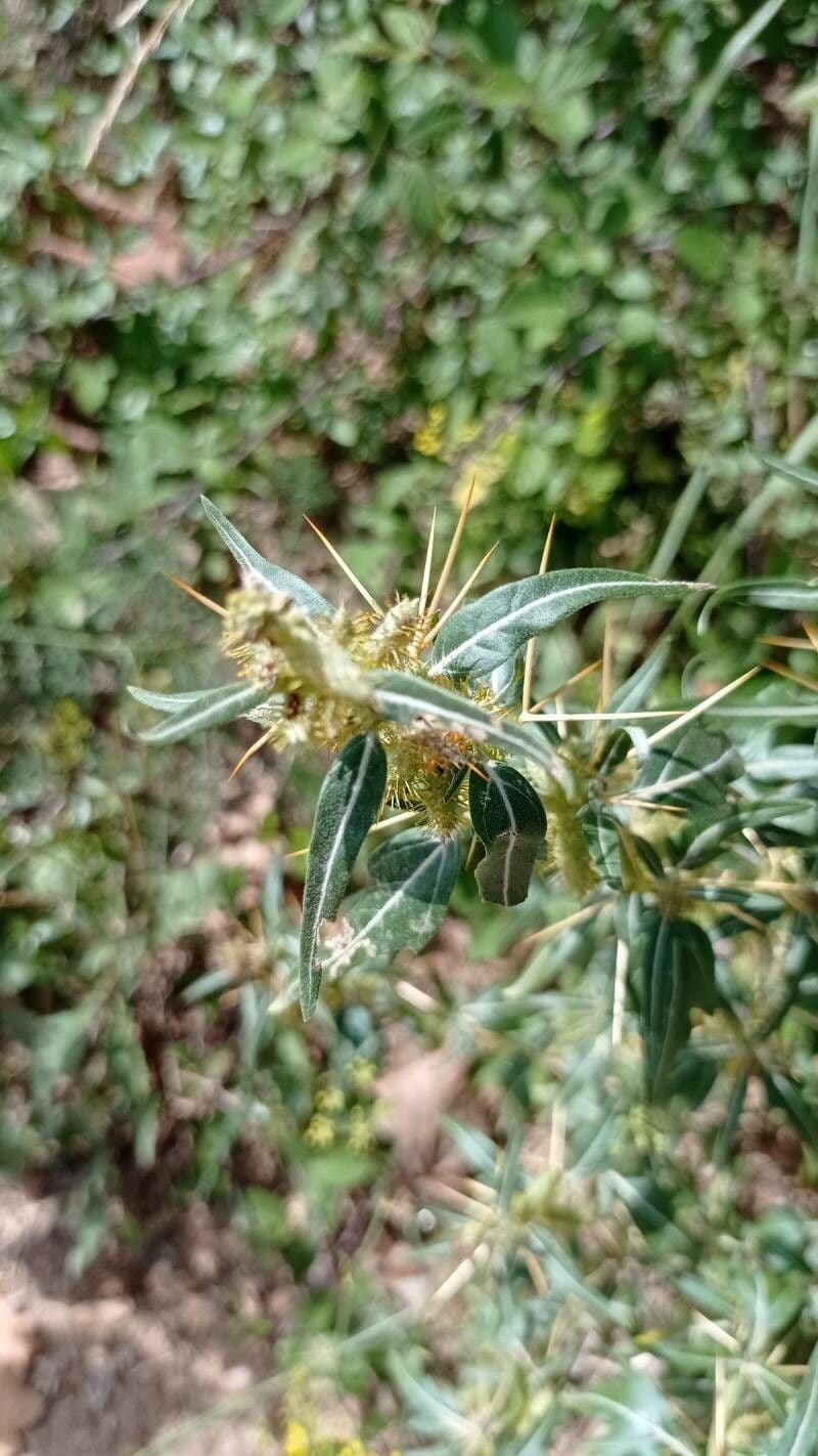 Lappola spinosa 9