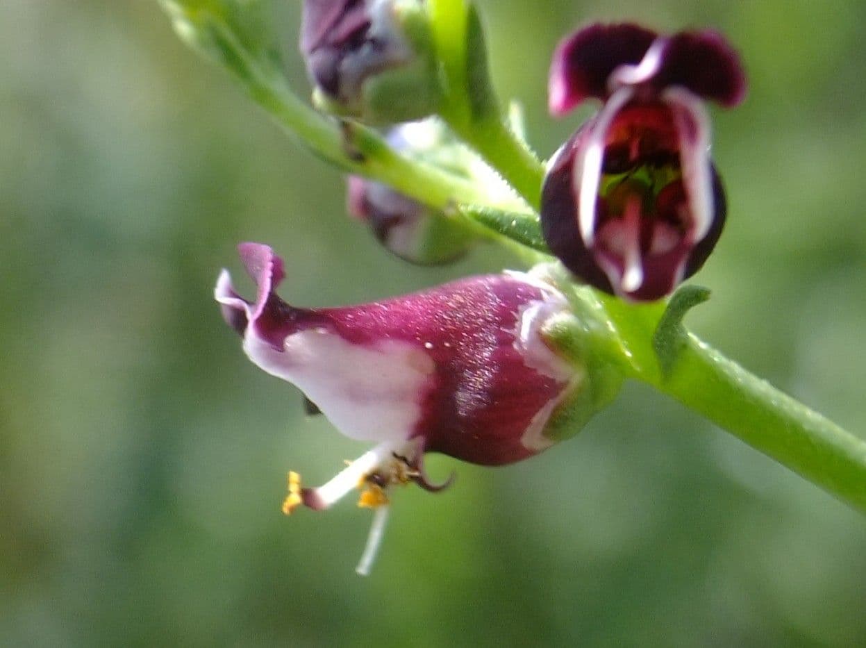 Scrofularia lucida 6