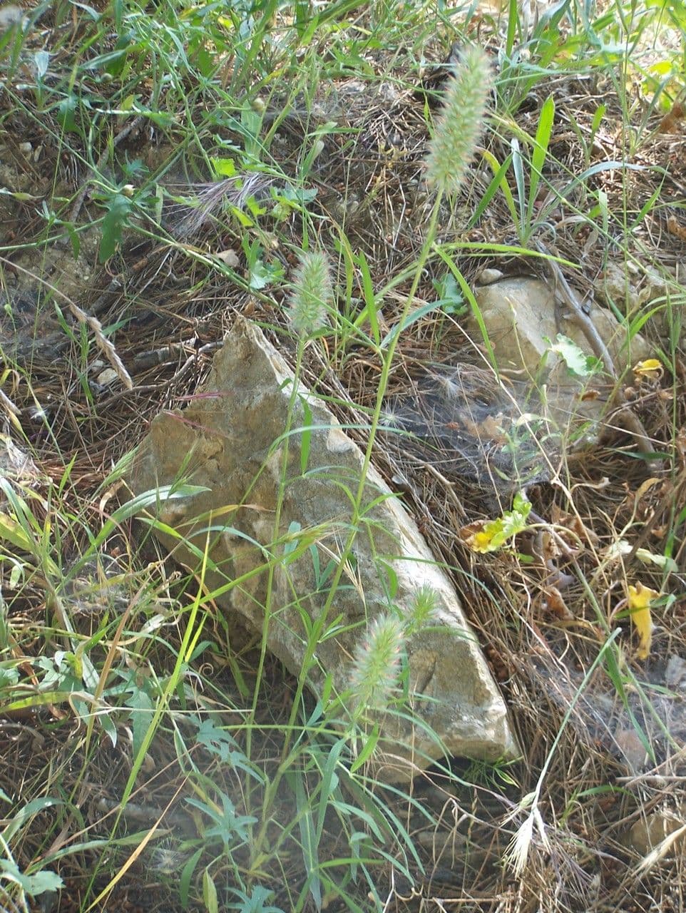 Schmalblättriger Klee 13