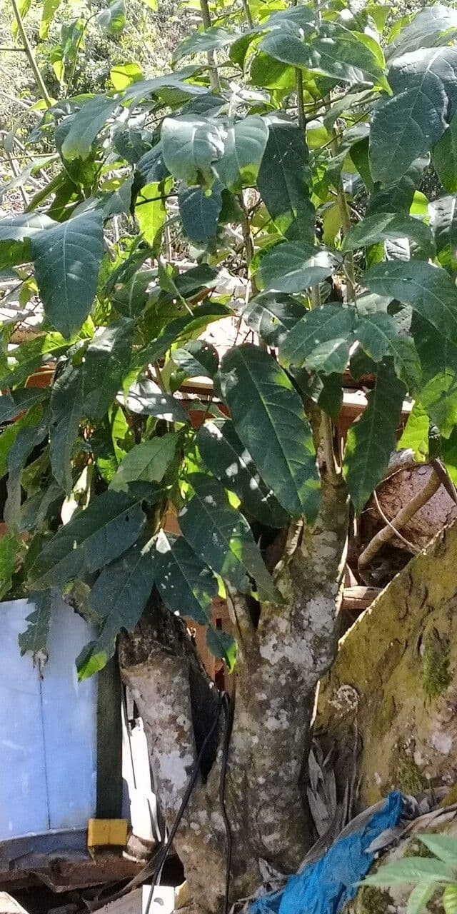 Celtis sinensis 10
