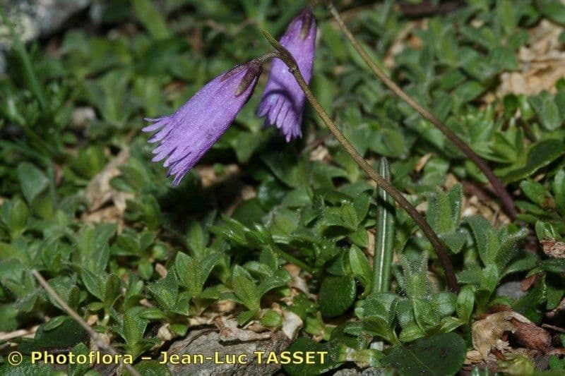 Zwerg-Glockenblume 8