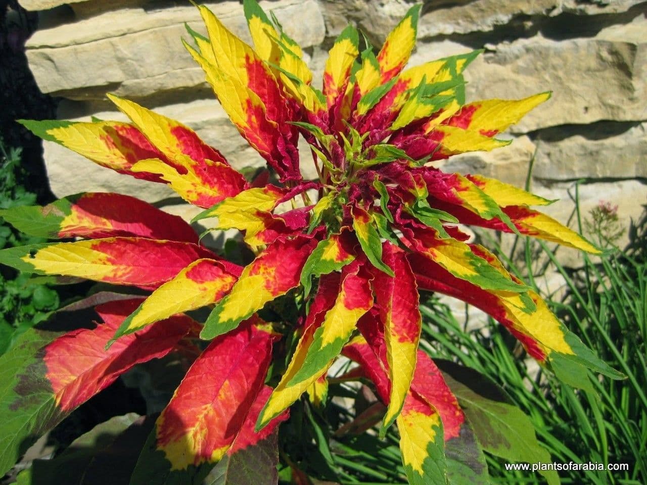Amaranto tricolore 5