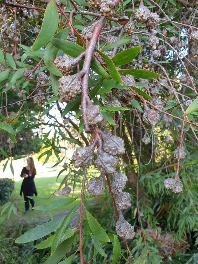 Weidenblättrige Hakea 2