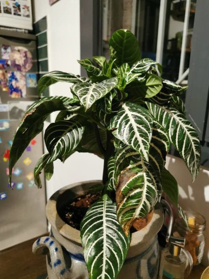 Aphelandra 9