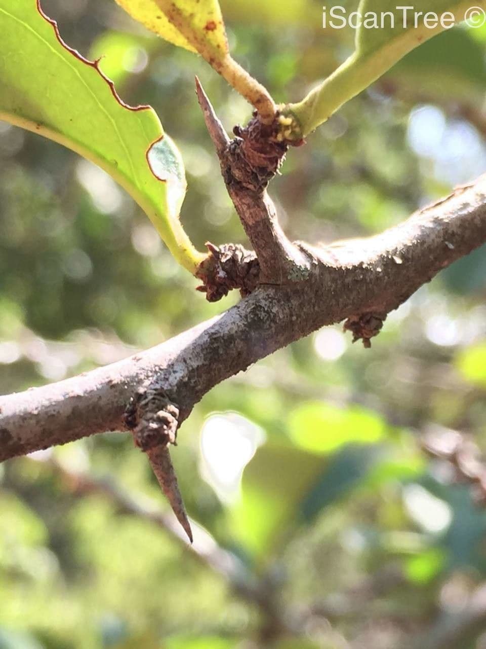 Ximenia caffra 13