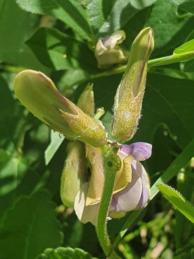 Vigna frutescens 21
