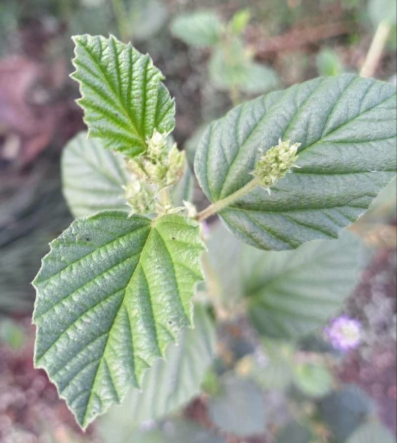 Cullen corylifolium 8