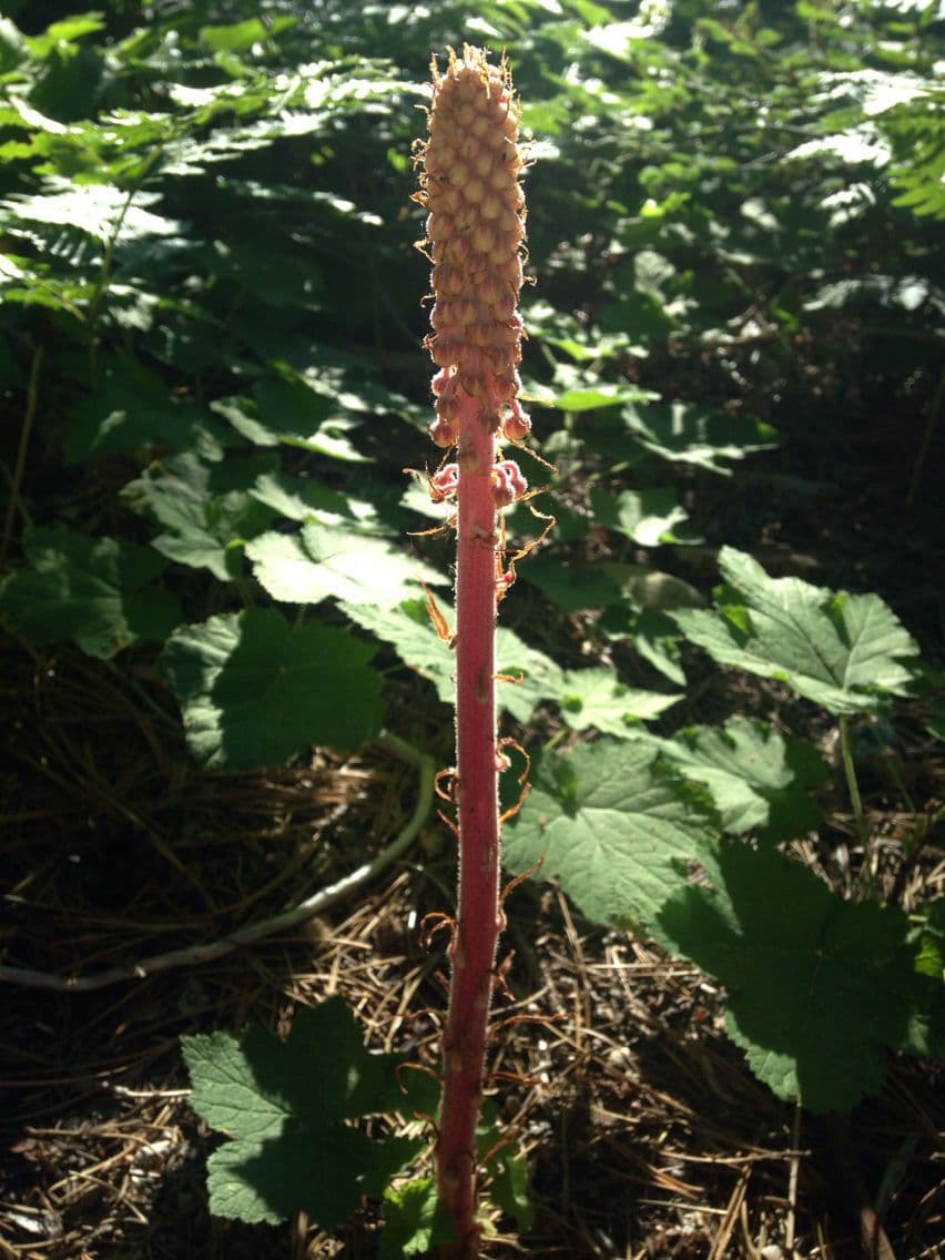 Pterospora andromedea 17
