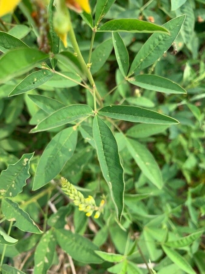 Crotalaria trichotoma 12