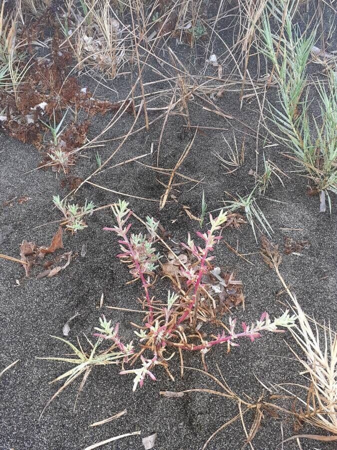 Suaeda marittima 16