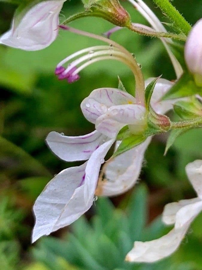 Teucrium pseudochamaepitys 9