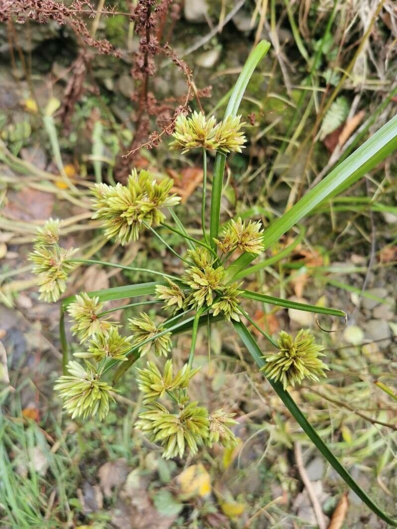 Zigolo del Panico 5